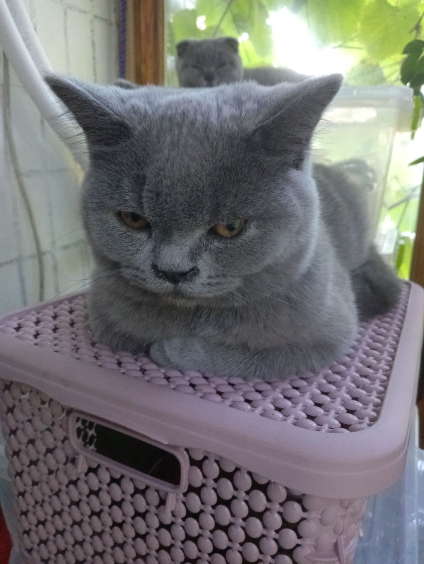 Британский котик подросток