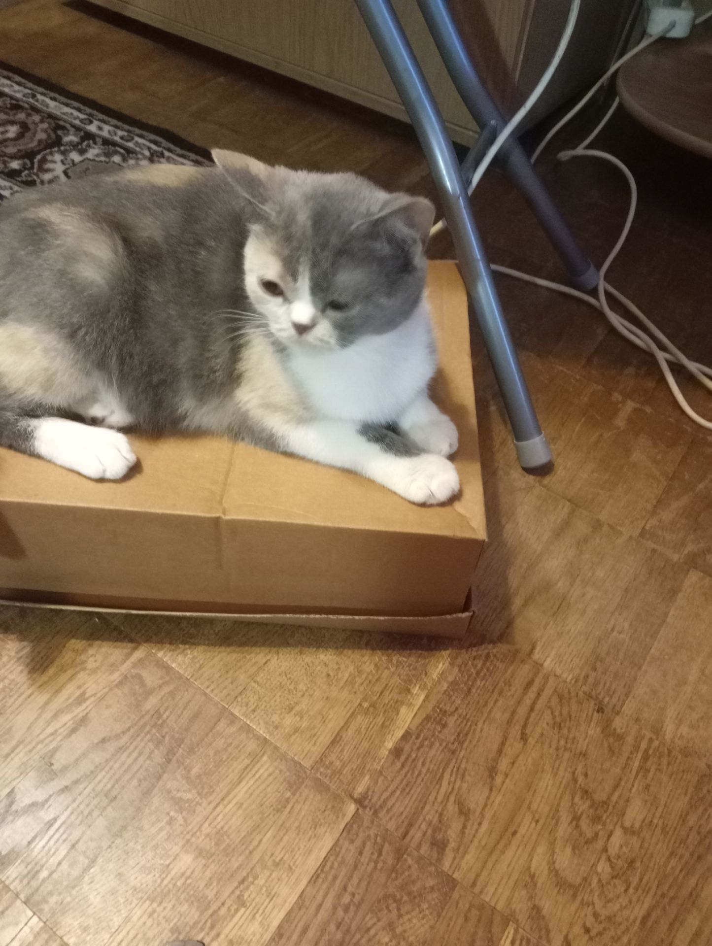 Яркая трёхцветная британская кошечка