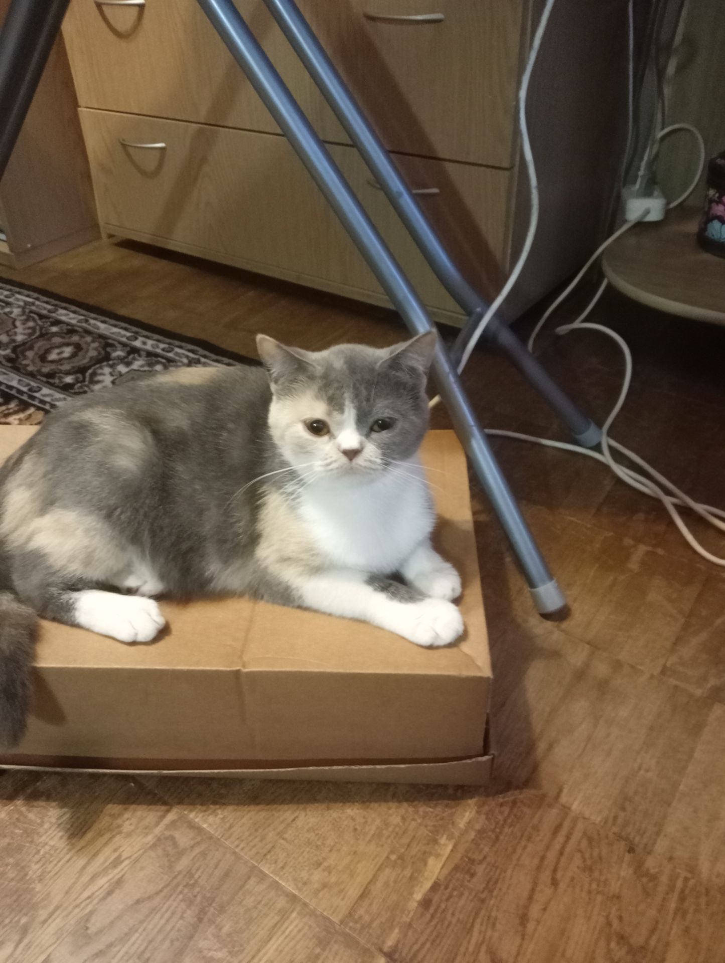 Яркая трёхцветная британская кошечка