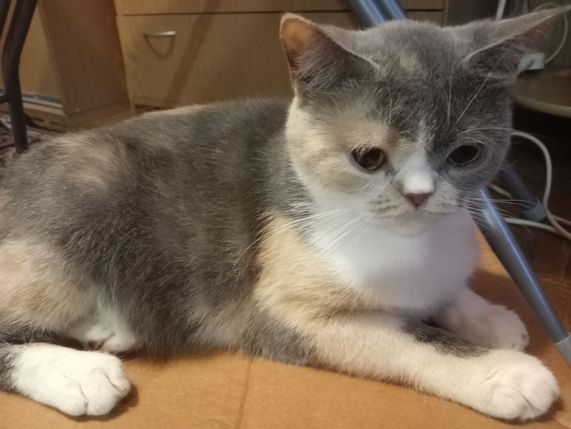 Яркая трёхцветная британская кошечка