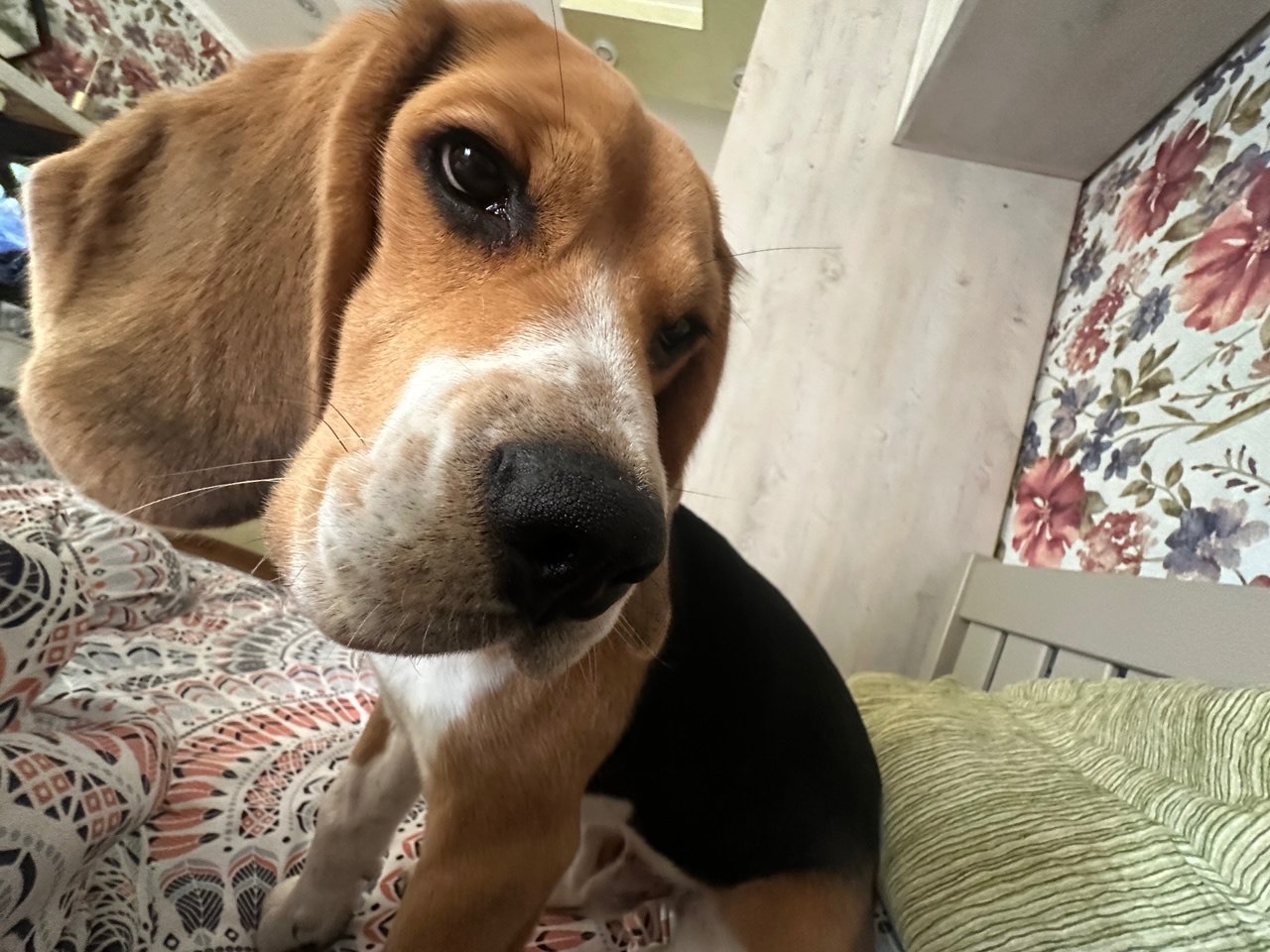 Бігль (9 місяців)