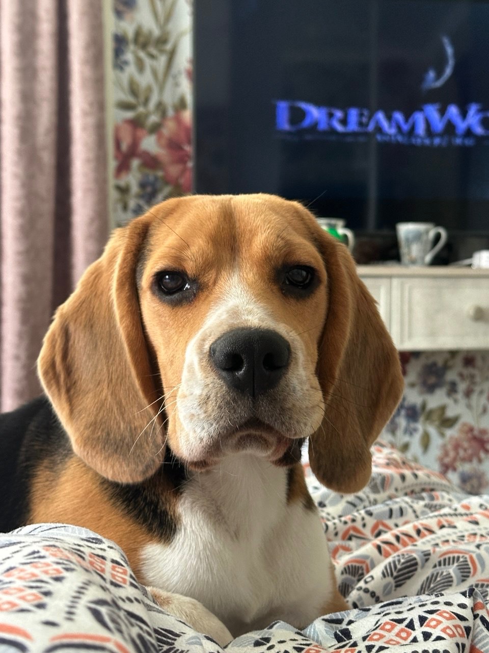 Бігль (9 місяців)