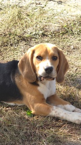 Бігль (9 місяців)