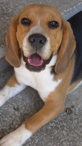 Бігль (9 місяців)