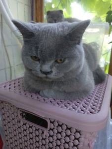 Британский котик подросток