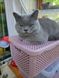 Британский котик подросток