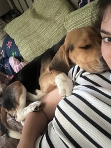 Бігль (9 місяців)