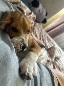 Бігль (9 місяців)