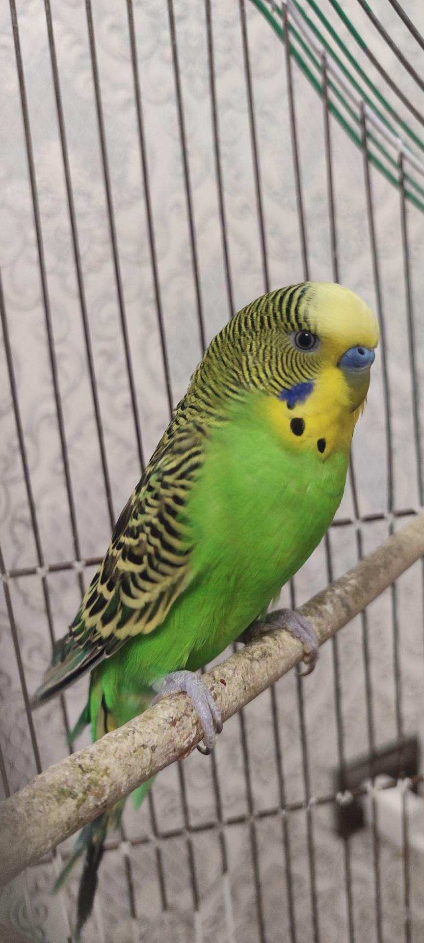 Домашні хвилясті папуги