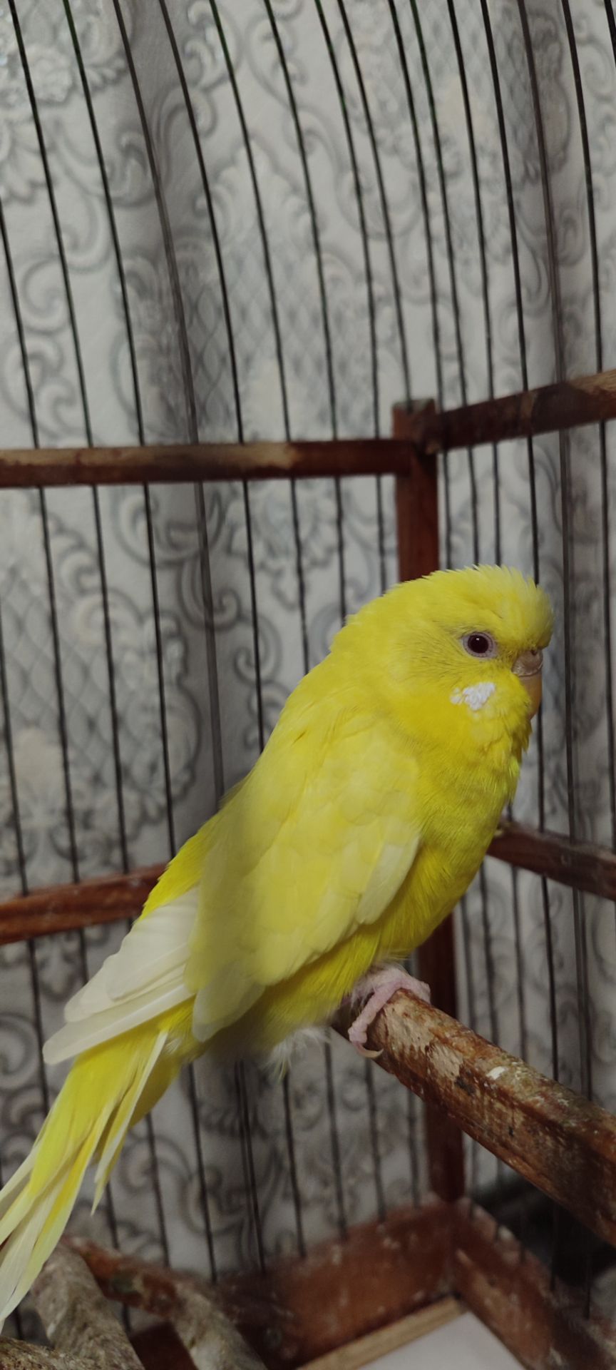 Домашні хвилясті папуги