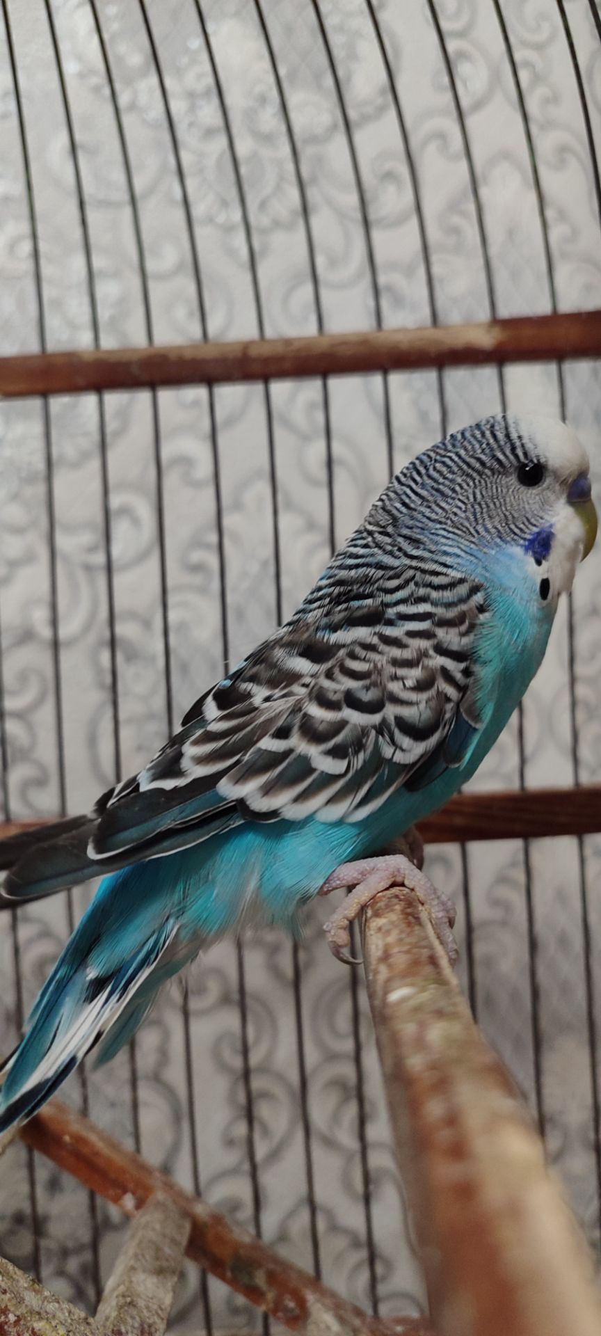 Домашні хвилясті папуги