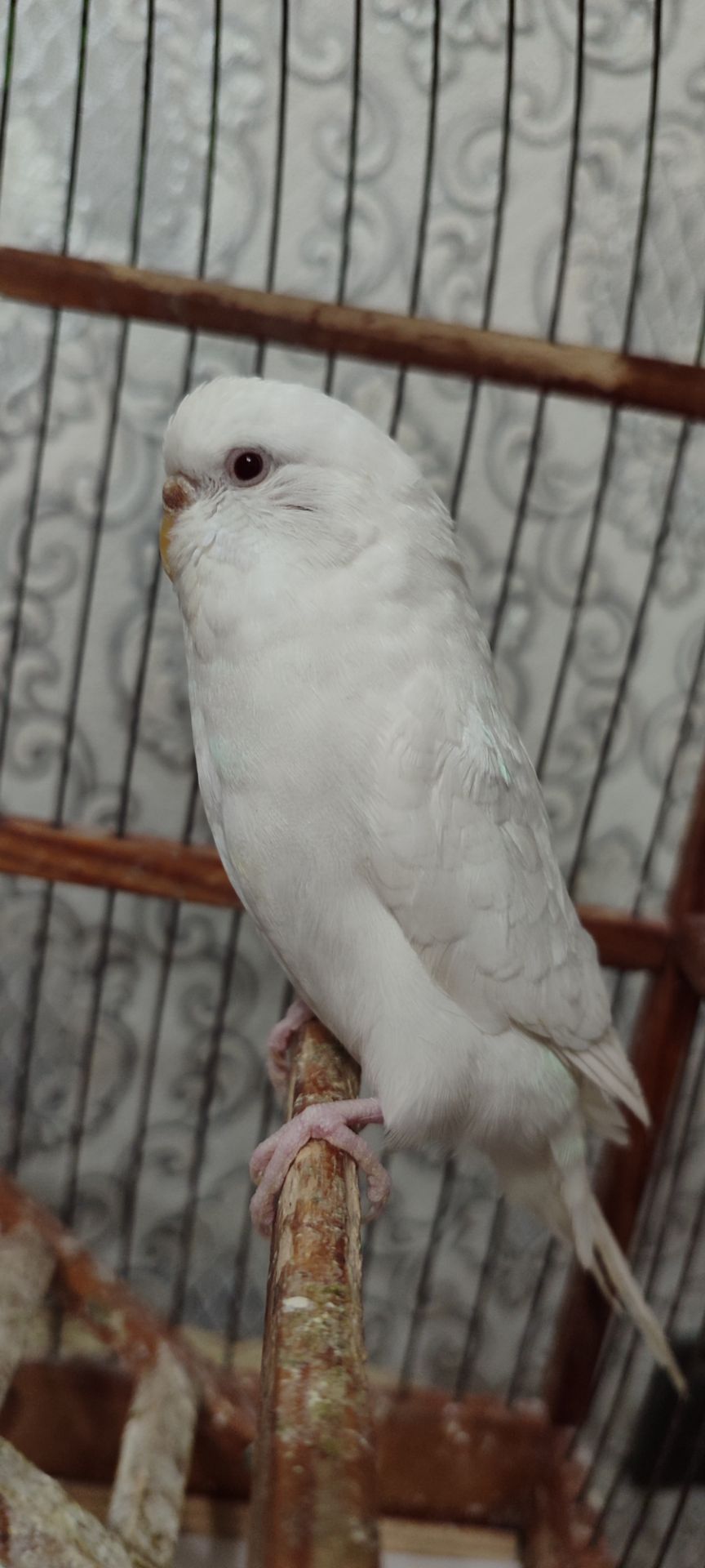 Домашні хвилясті папуги