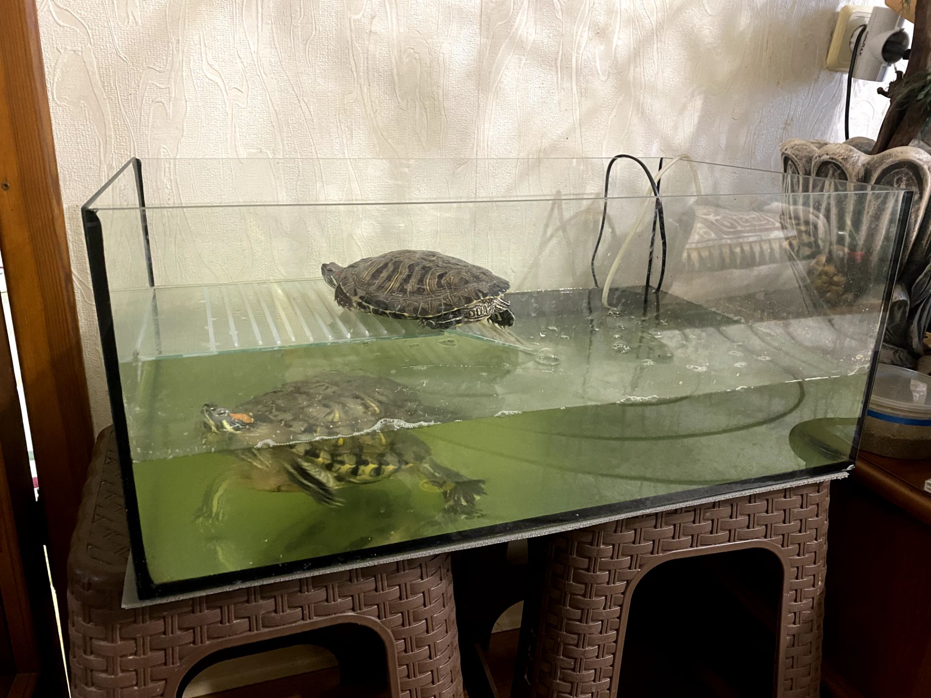 Красноухая черепаха