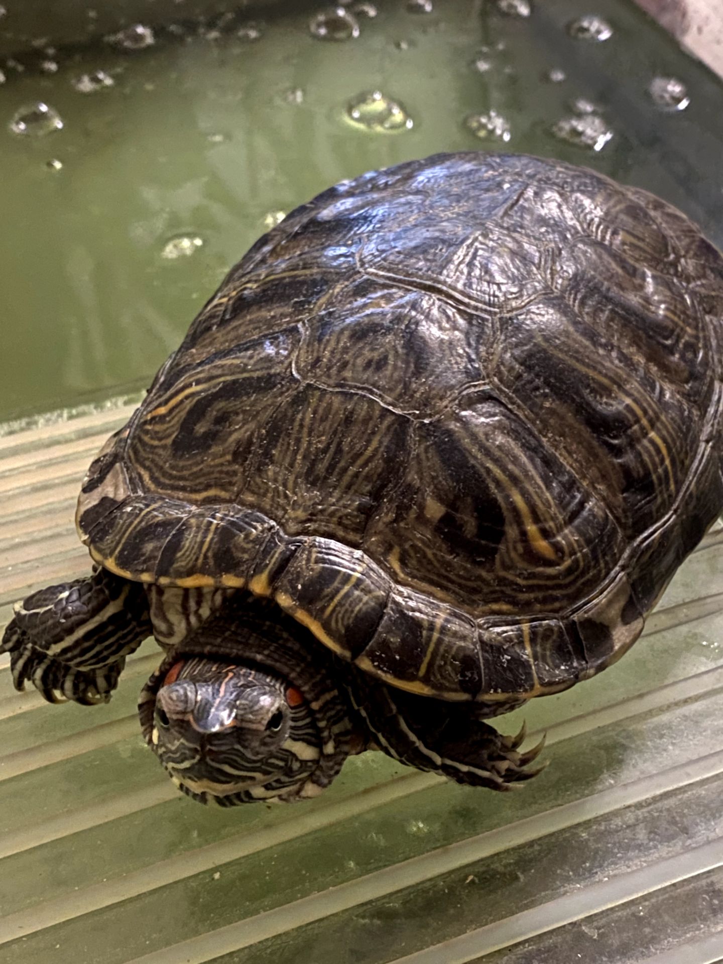 Красноухая черепаха