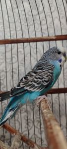 Домашні хвилясті папуги