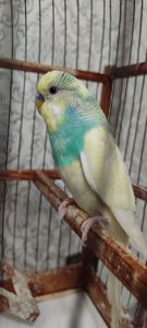 Домашні хвилясті папуги