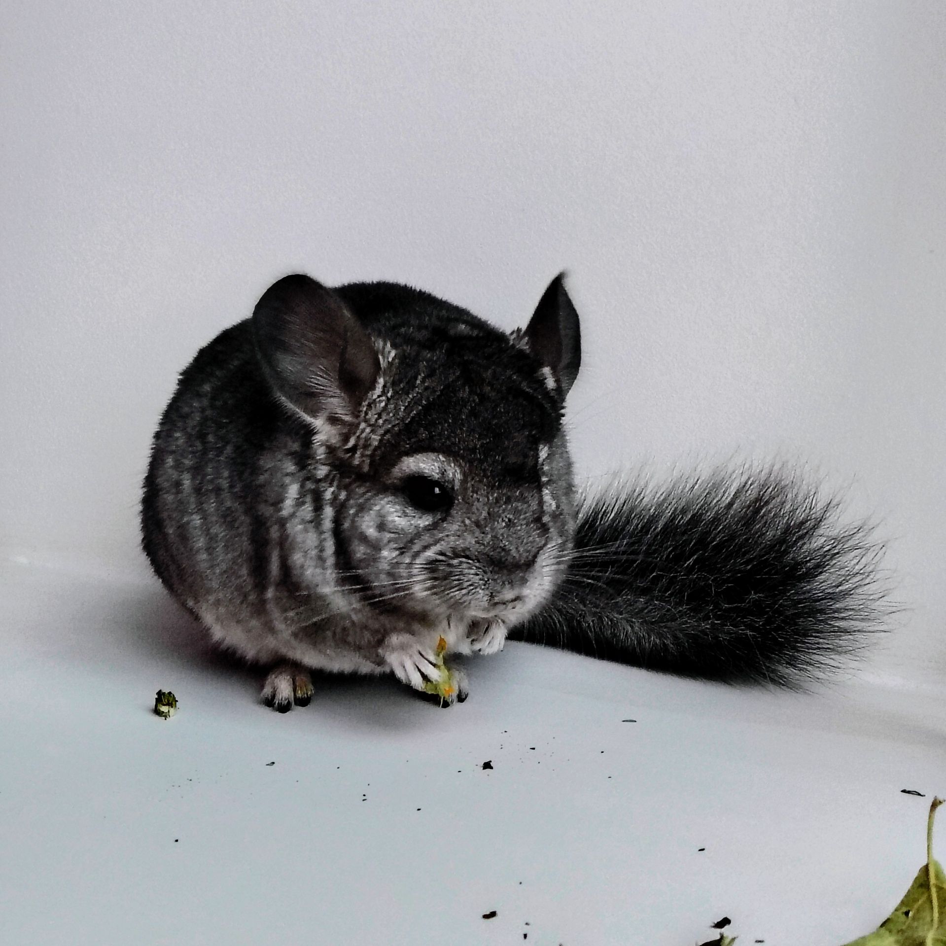 Лагідна дівчинка 🩷