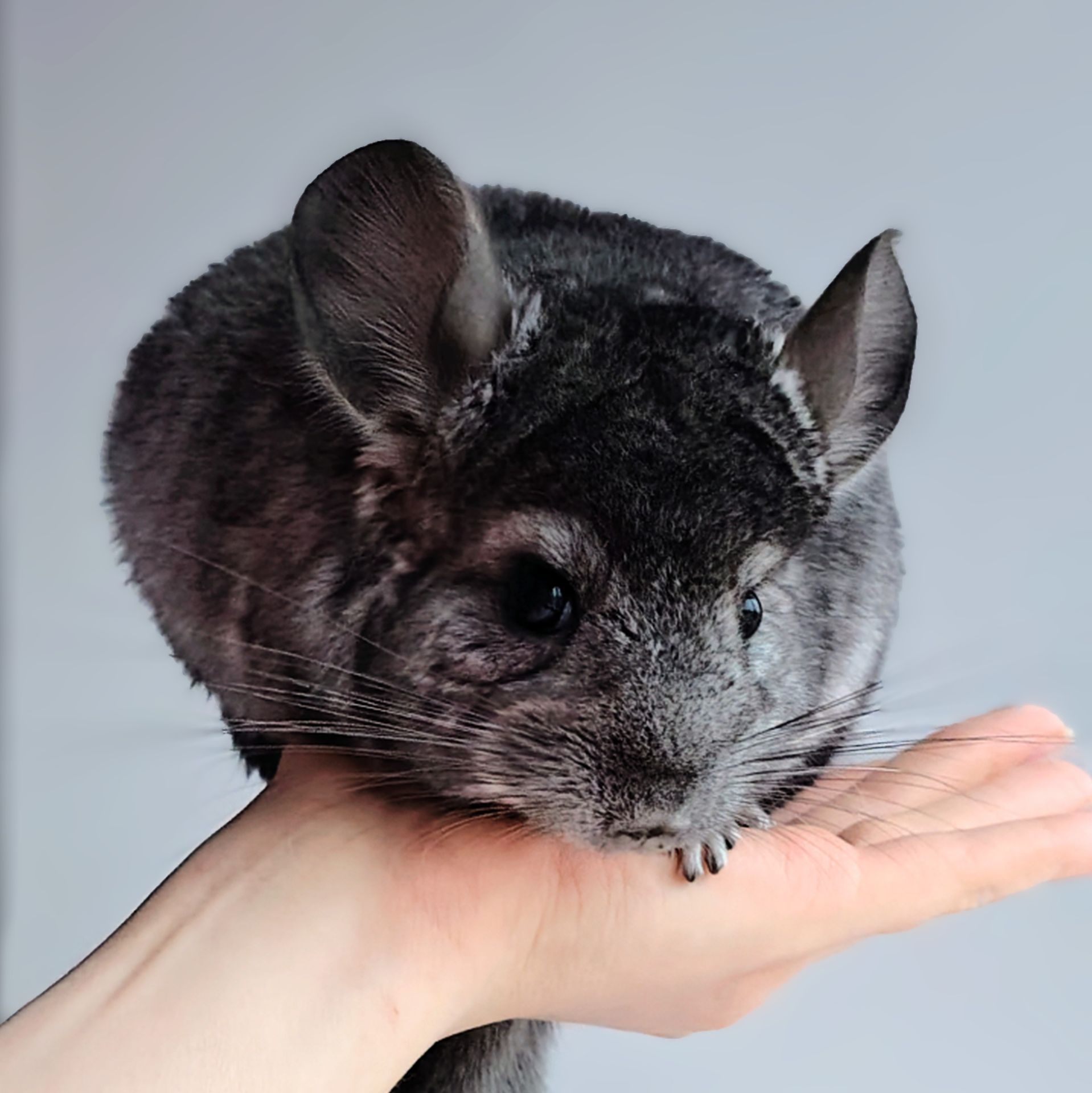 Лагідна дівчинка 🩷