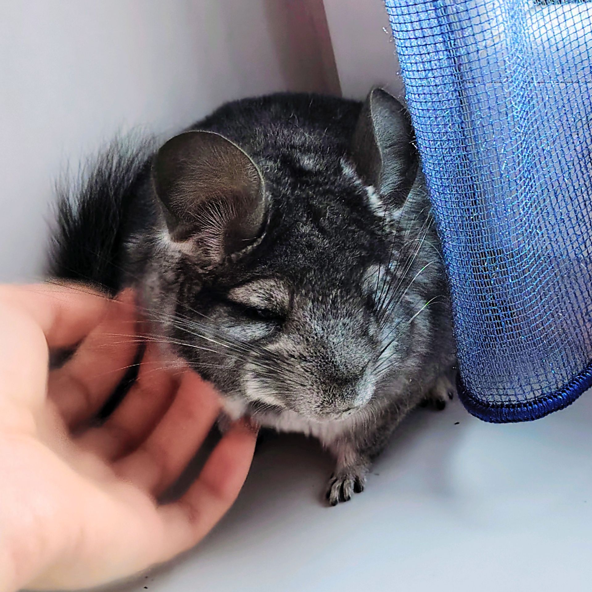 Лагідна дівчинка 🩷