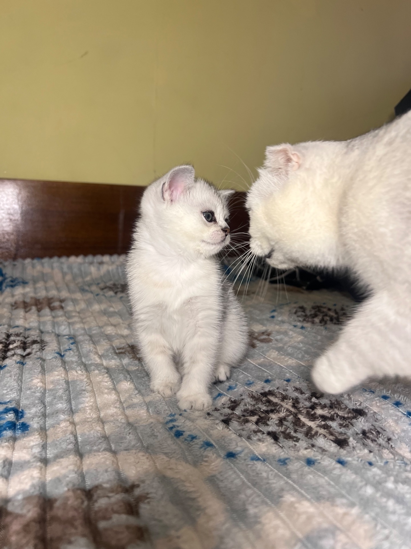 Шотландські прямовухі хлопчики