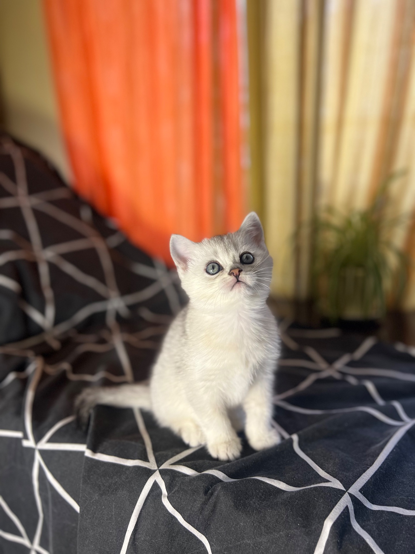 Шотландські прямовухі хлопчики