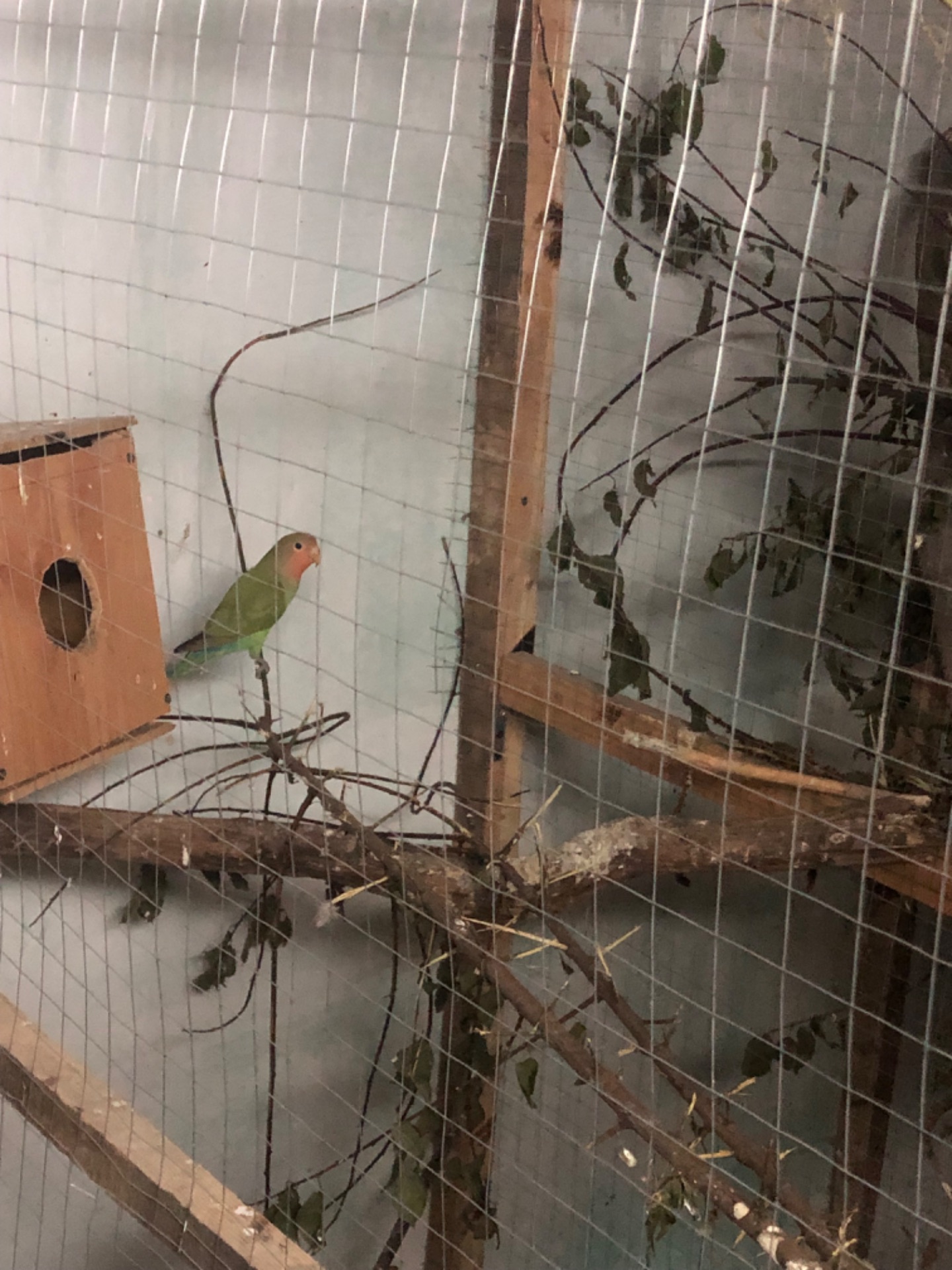 Нерозлучник