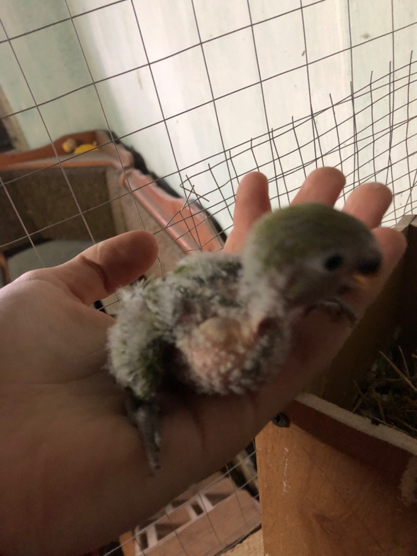 Нерозлучник