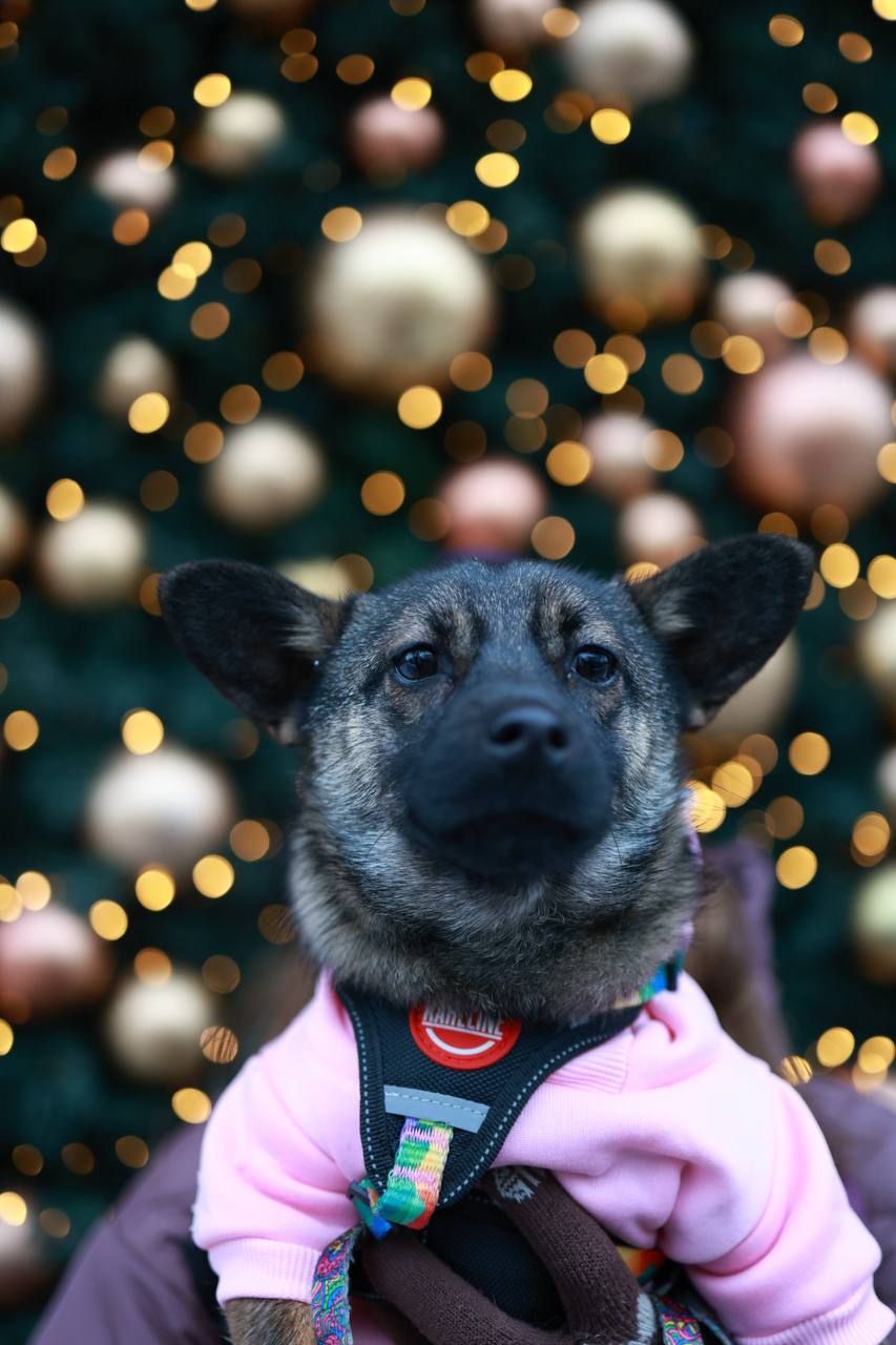 🐶 Знайомтесь — крихітка Кікі ✨