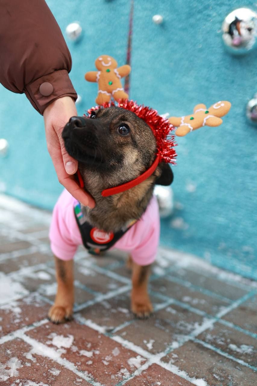 🐶 Знайомтесь — крихітка Кікі ✨