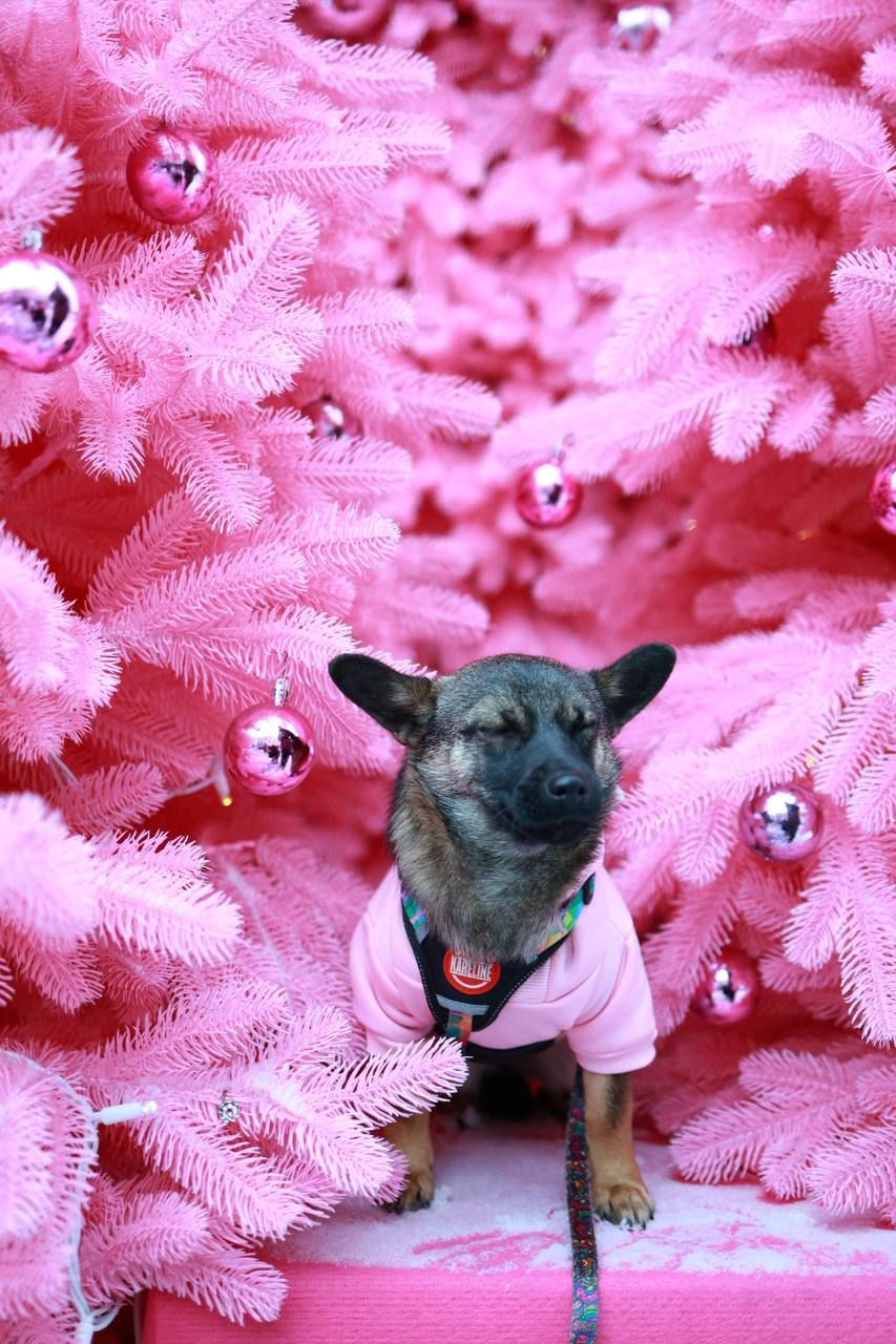 🐶 Знайомтесь — крихітка Кікі ✨