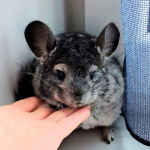 Лагідна дівчинка 🩷