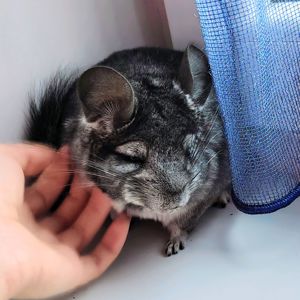 Лагідна дівчинка 🩷