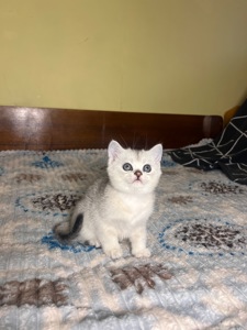 Шотландські прямовухі хлопчики