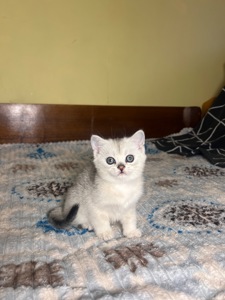 Шотландські прямовухі хлопчики