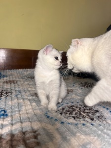 Шотландські прямовухі хлопчики