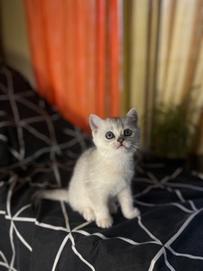 Шотландські прямовухі хлопчики