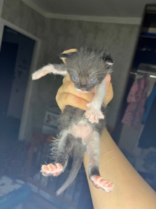 Кошенята шукають дім 🐾