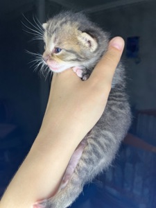 Кошенята шукають дім 🐾