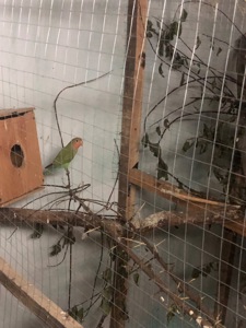 Нерозлучник