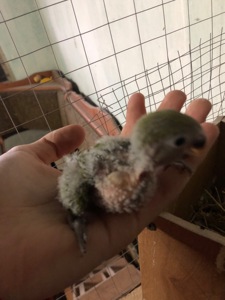 Нерозлучник