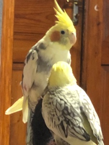 Корела ручна