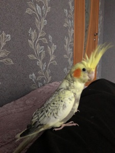 Корела ручна