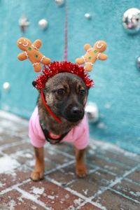 🐶 Знайомтесь — крихітка Кікі ✨