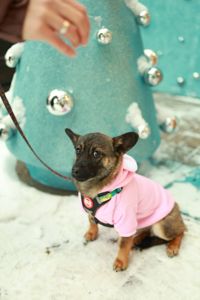 🐶 Знайомтесь — крихітка Кікі ✨