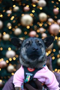 🐶 Знайомтесь — крихітка Кікі ✨