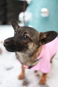 🐶 Знайомтесь — крихітка Кікі ✨