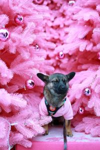 🐶 Знайомтесь — крихітка Кікі ✨