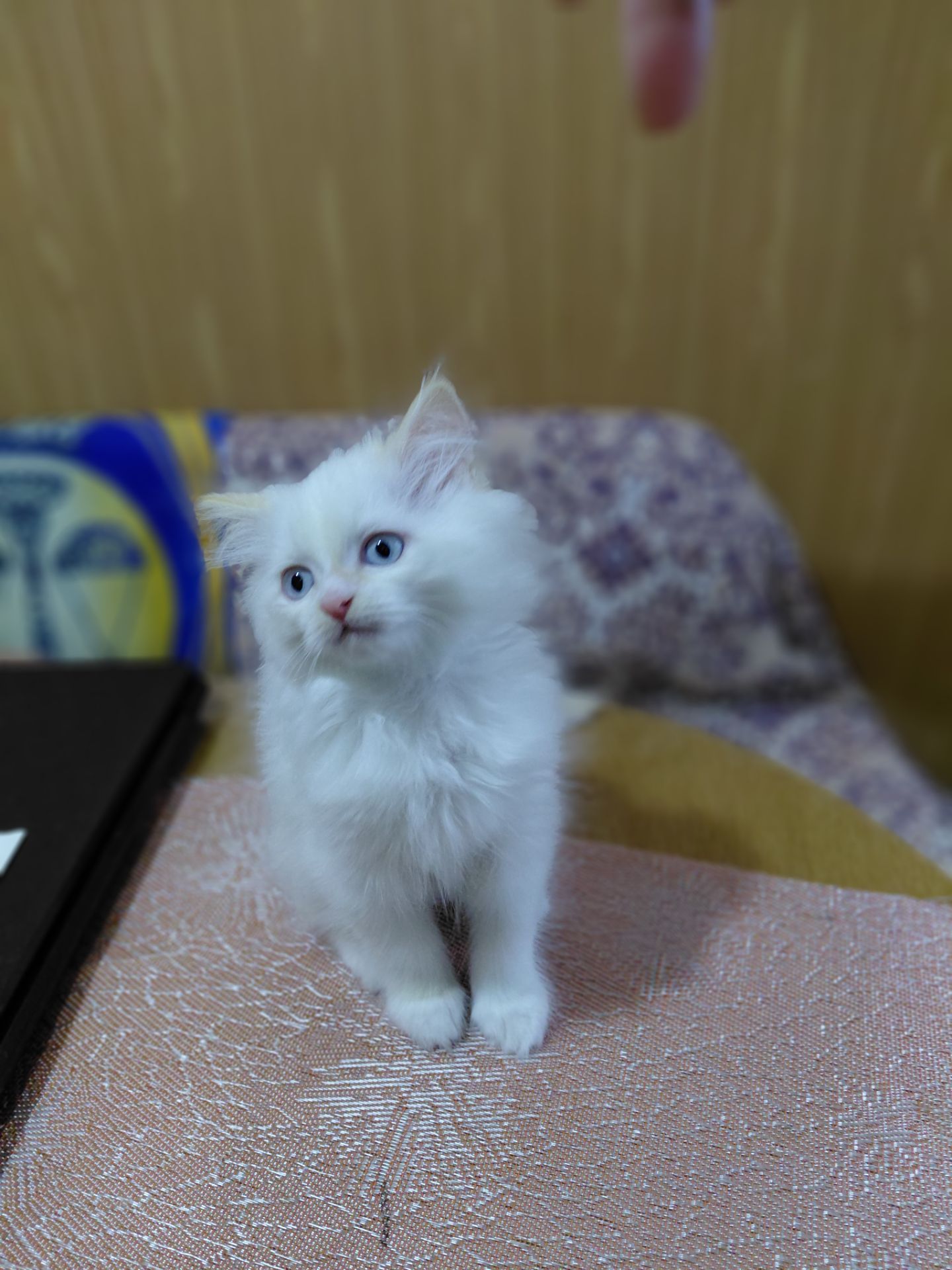 Кошенят породи регдол