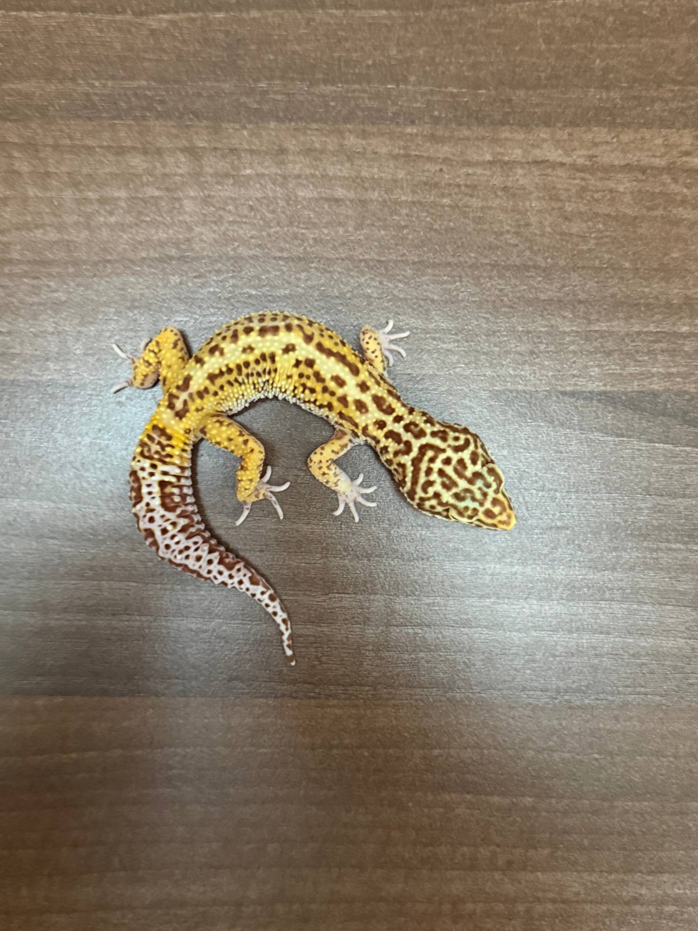 Леопардовый геккон