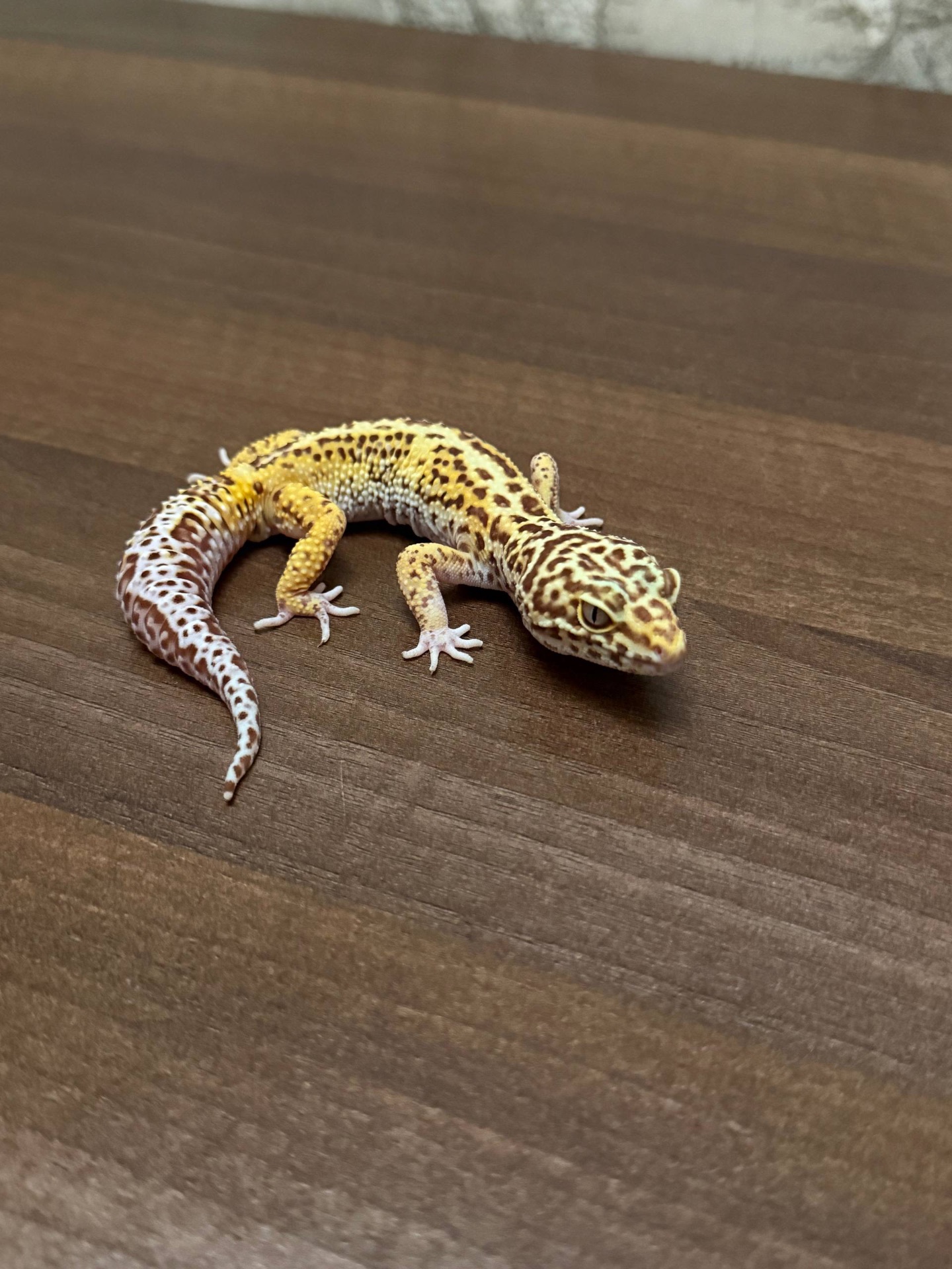 Леопардовый геккон